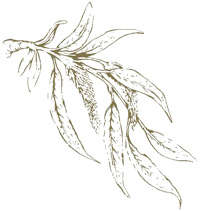 Smart World Elie Saab